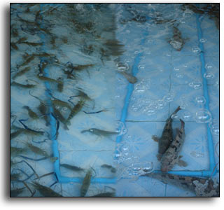 Sea Food at Cha-am